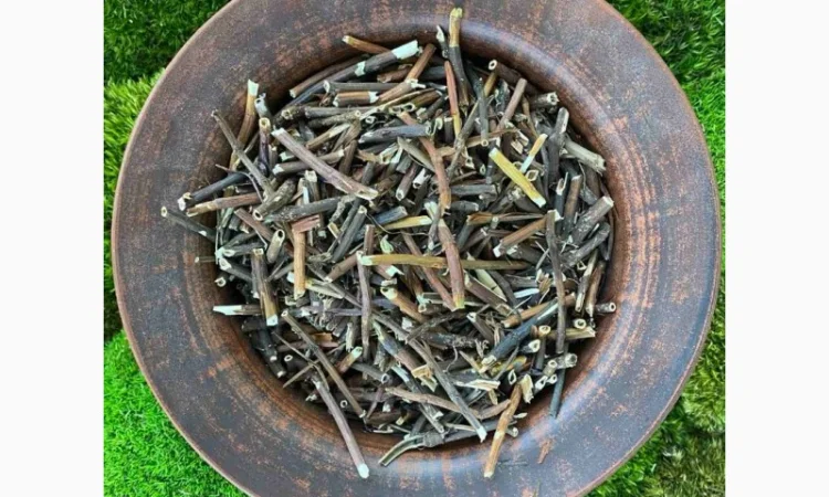 Корінь сабельника, сабельник болотный, вольчье тело, корень сабельника - фото № 1