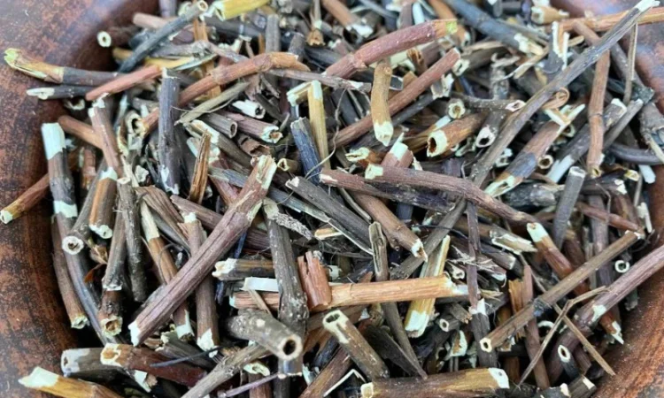 Корінь сабельника, сабельник болотный, вольчье тело, корень сабельника - фото № 2