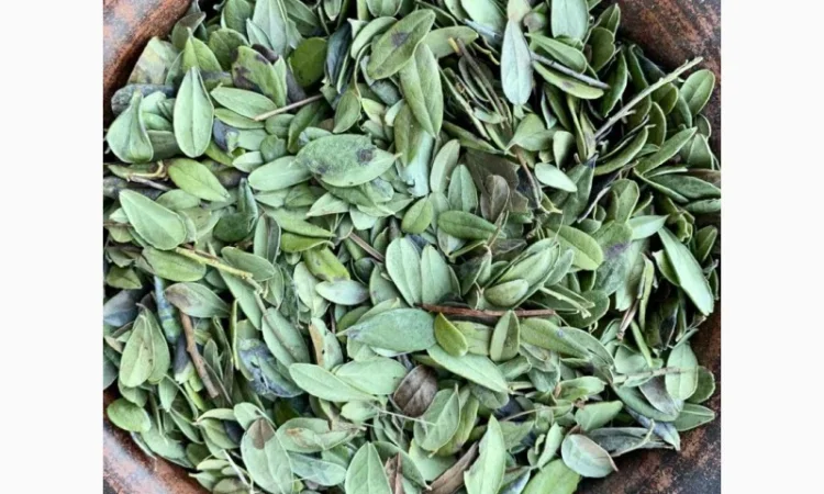 Листя брусниці, лист брусники, брусниця - фото № 1