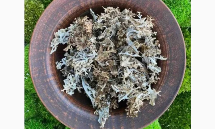 Ісландський мох, Исландский мох - фото № 1