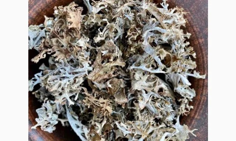 Ісландський мох, Исландский мох - фото № 2