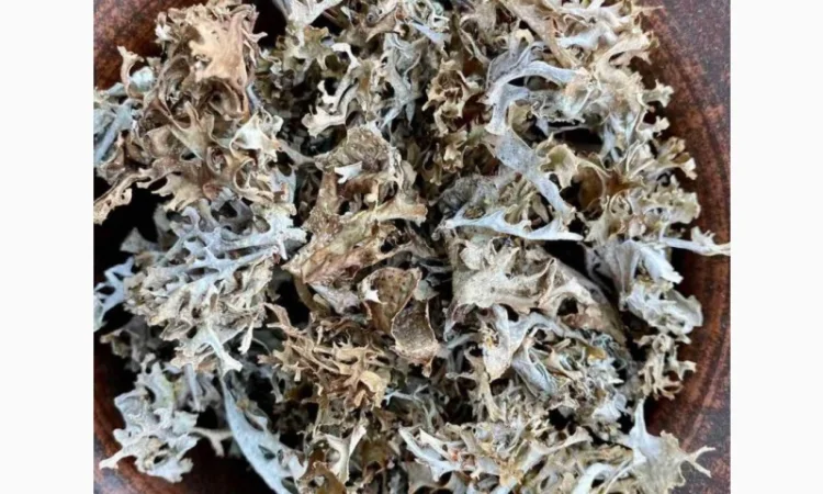 Ісландський мох, Исландский мох - фото № 3