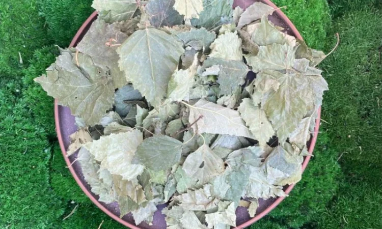 Листя берези, листья березы - фото № 1