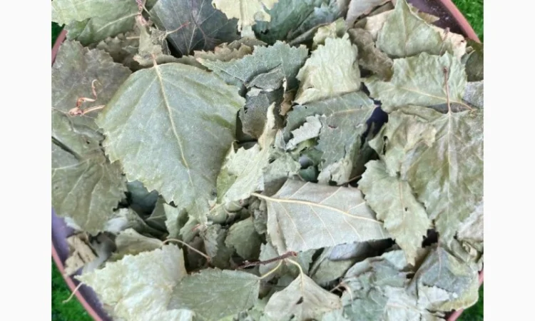 Листя берези, листья березы - фото № 2