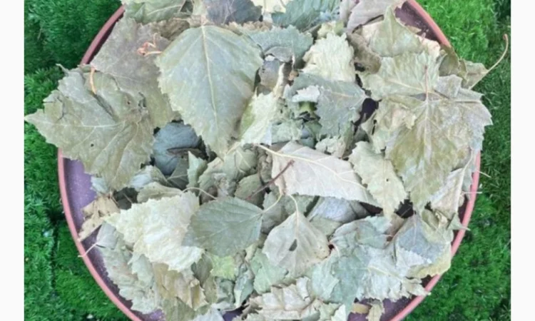 Листя берези, листья березы - фото № 3