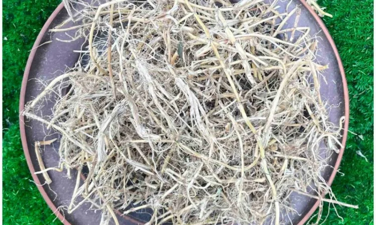 Корінь пирія, пирій, пырей корень, корень пырея - фото № 1