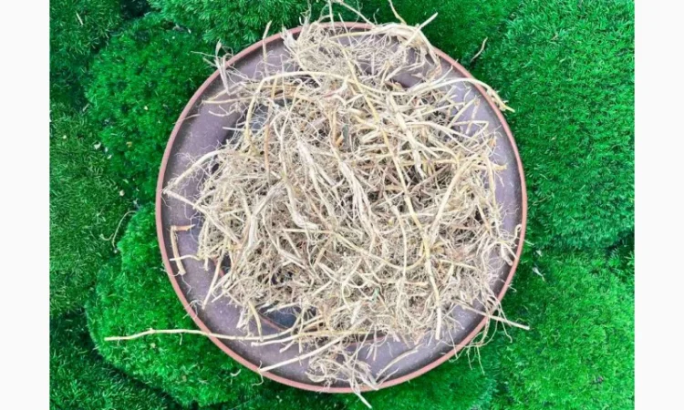 Корінь пирія, пирій, пырей корень, корень пырея - фото № 2