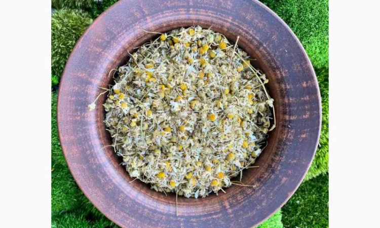 Цвіт ромашки, ромашка, цветки ромашки, квіти ромашки, ромашка сушеная - фото № 1