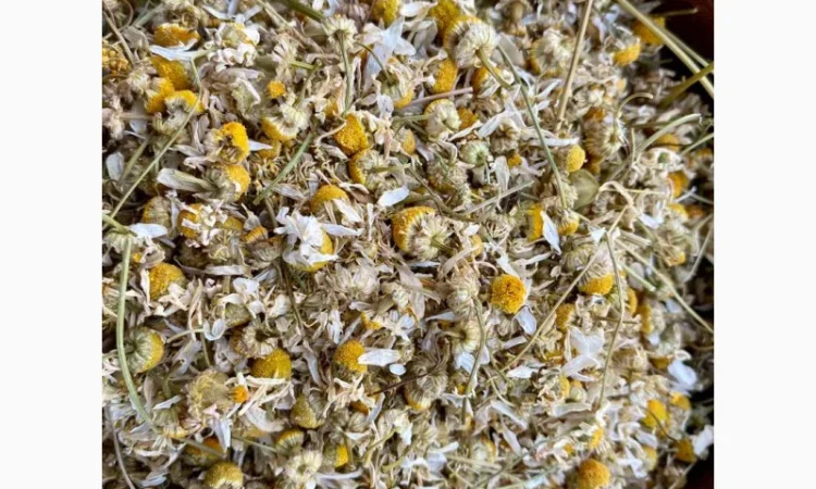 Цвіт ромашки, ромашка, цветки ромашки, квіти ромашки, ромашка сушеная - фото № 2