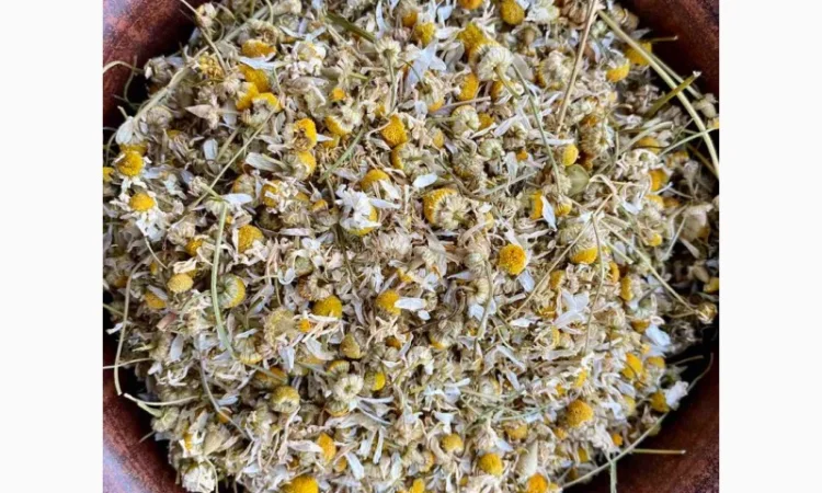 Цвіт ромашки, ромашка, цветки ромашки, квіти ромашки, ромашка сушеная - фото № 3