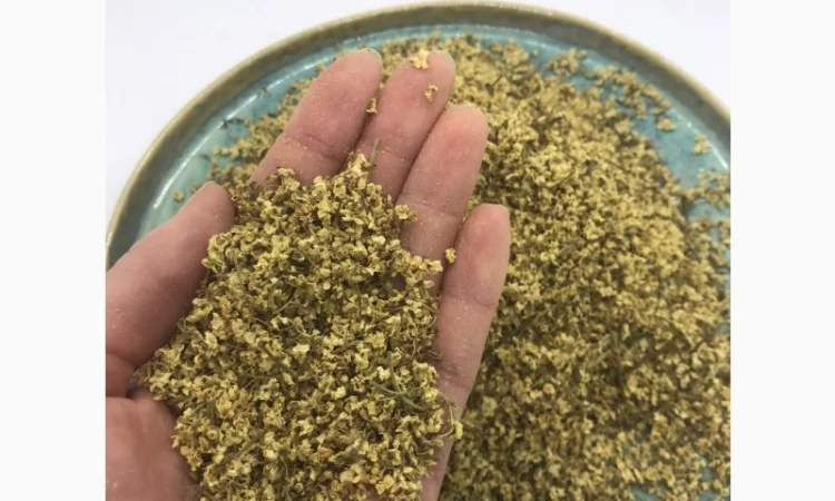 Цвіт бузини, цвет бузины, , бузина - фото № 1