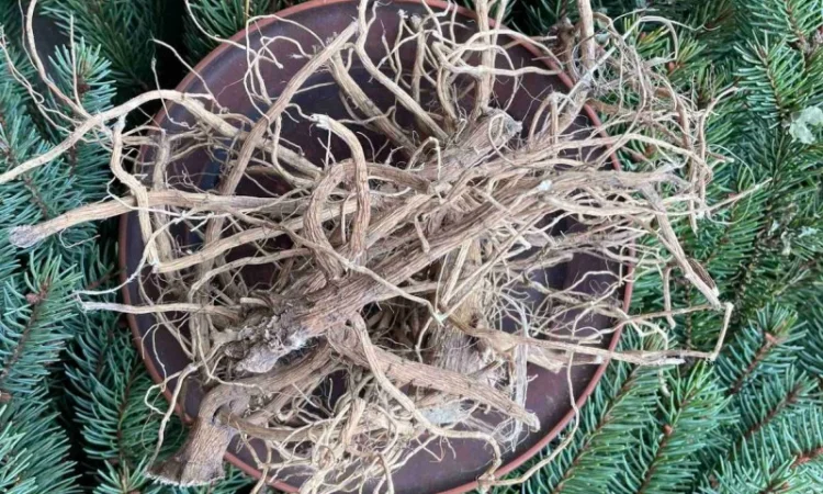 Алтея корінь, лікарські рослини, продаю алтею, проскурняк - фото № 1