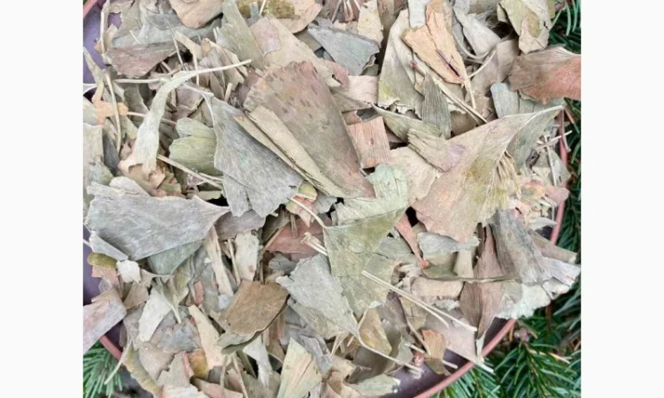 Гінкго білоба, лікарські рослини, продаю гінкго білоба, білий плід - фото № 1