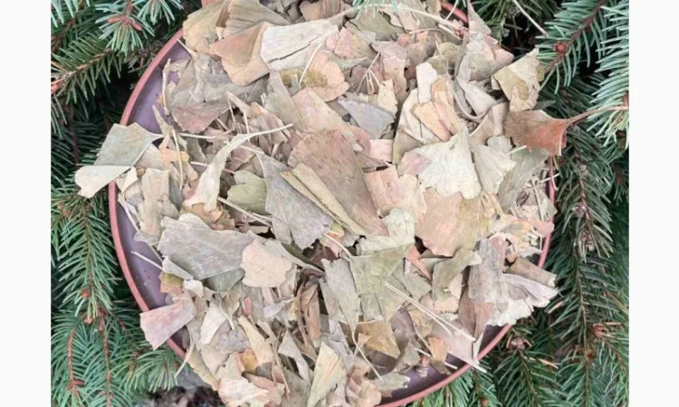 Гінкго білоба, лікарські рослини, продаю гінкго білоба, білий плід - фото № 2