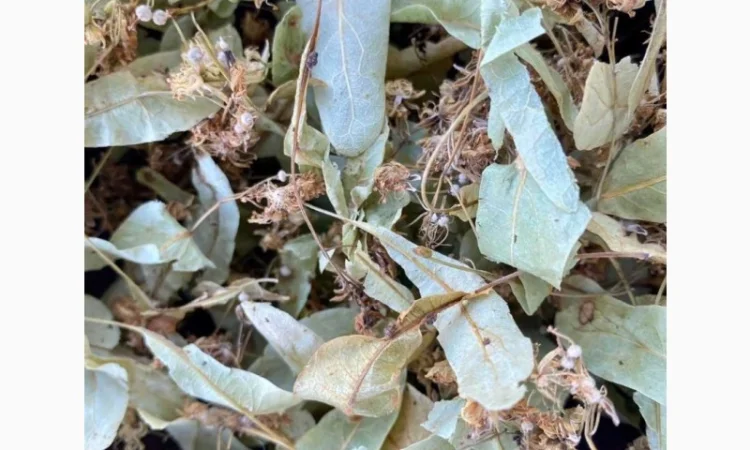 Липа цвіт, сушений цвіт липи - фото № 1