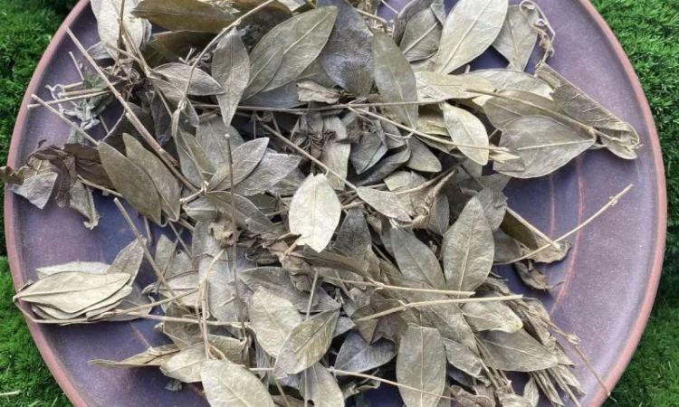 Барвінок трава, сушений барвінок, могильниця - фото № 1