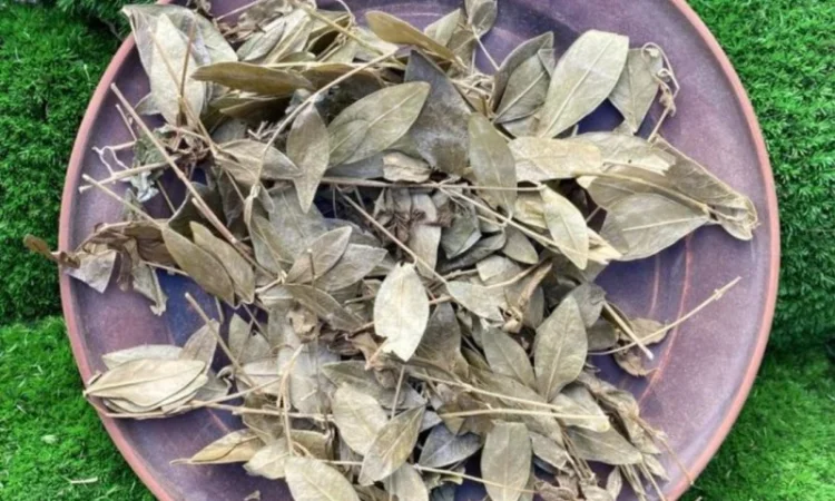 Барвінок трава, сушений барвінок, могильниця - фото № 2