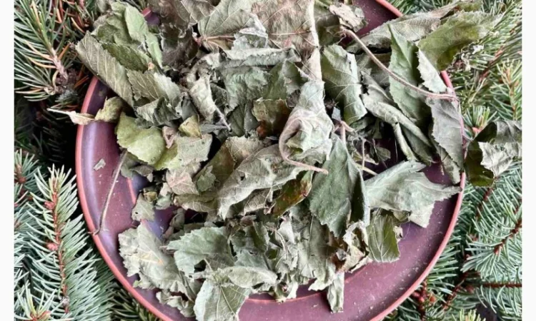 Сушене листя ожини, виприни, бамбара, бамбера, драпаки, ведмеді, листя ожини - фото № 1