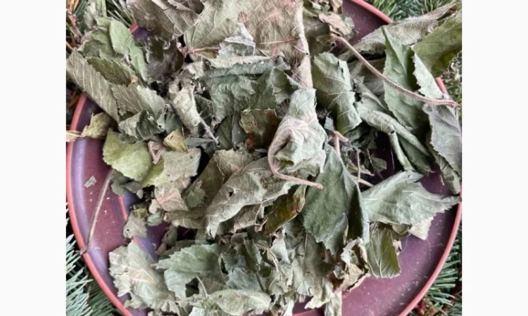 Сушене листя ожини, виприни, бамбара, бамбера, драпаки, ведмеді, листя ожини - фото № 2