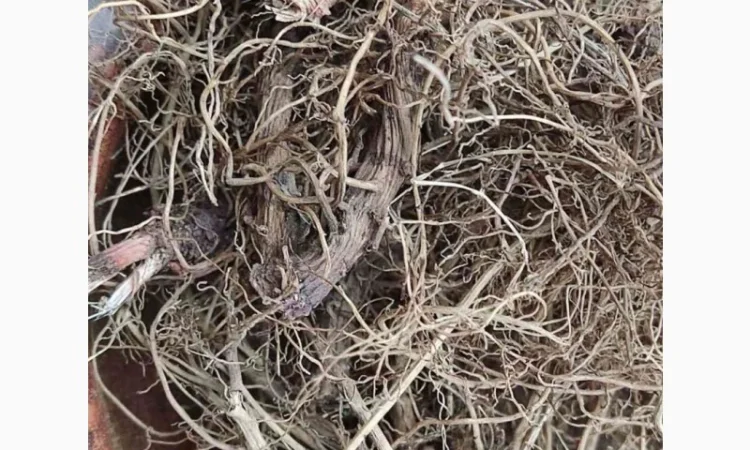 Ехінацея корінь, сушене коріння ехінацеї - фото № 1