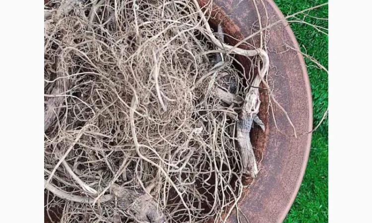 Ехінацея корінь, сушене коріння ехінацеї - фото № 2