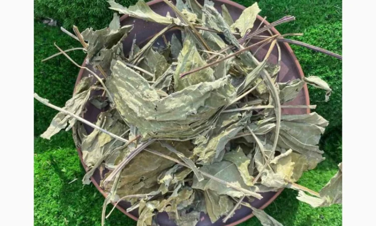 Сушене листя ехінацеї, ехінацея листя - фото № 1