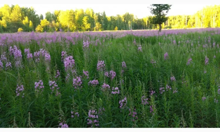 Иван-чай ферментированный - фото № 2