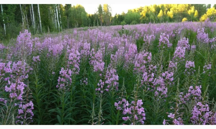 Иван-чай ферментированный - фото № 3