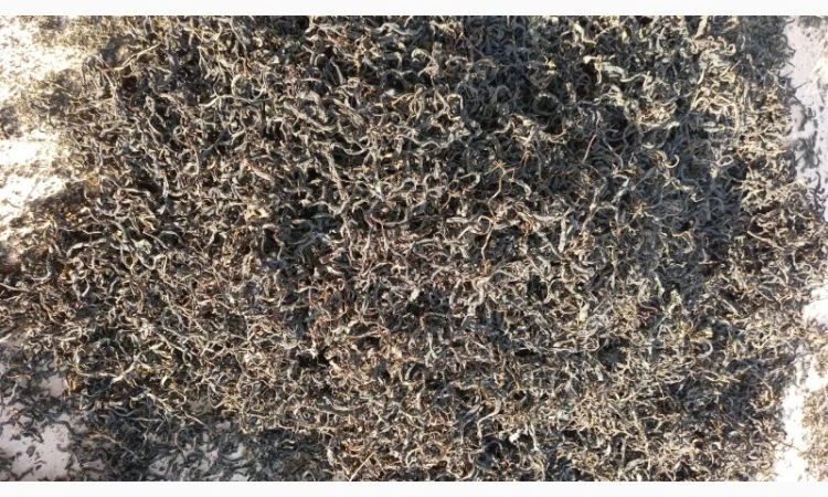 Іван-чай ферментований карпатський чорний урожай2024 - фото № 4