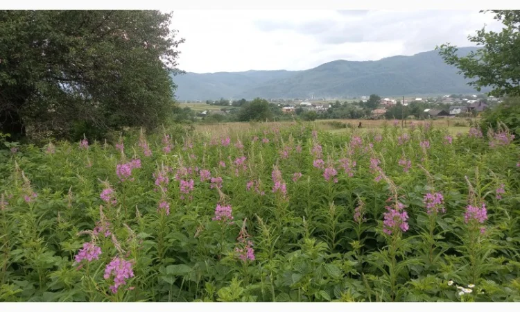 Іван-чай ферментований карпатський чорний урожай2024 - фото № 5
