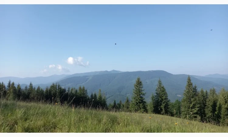 Іван-чай ферментований карпатський чорний урожай2024 - фото № 6