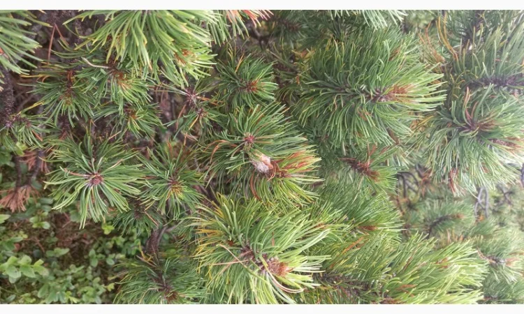 Гідролати хвойних рослин( ялівець, ялина, ялиця, сосна, кедраі та ін.)) - фото № 5