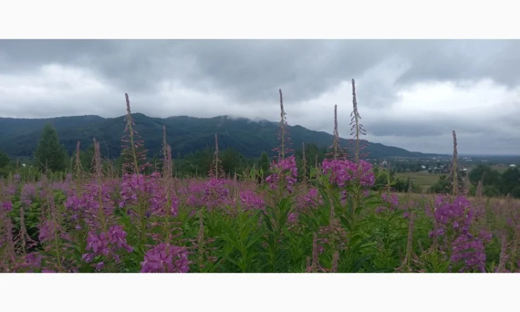 Іван чай ферментований в гранулах. Урожай2024 - фото № 2