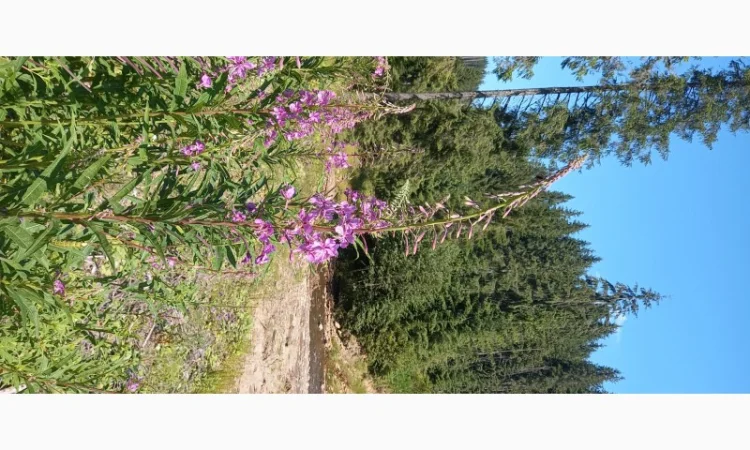 Іван чай ферментований в гранулах. Урожай2024 - фото № 3
