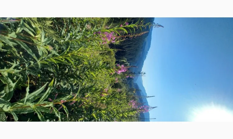 Іван чай ферментований в гранулах. Урожай2024 - фото № 4