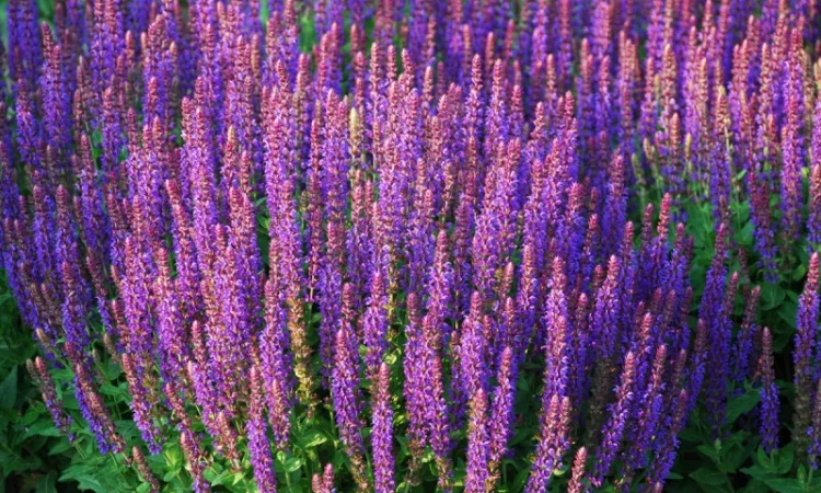 Шалфей дубравный Negrito - фото № 1