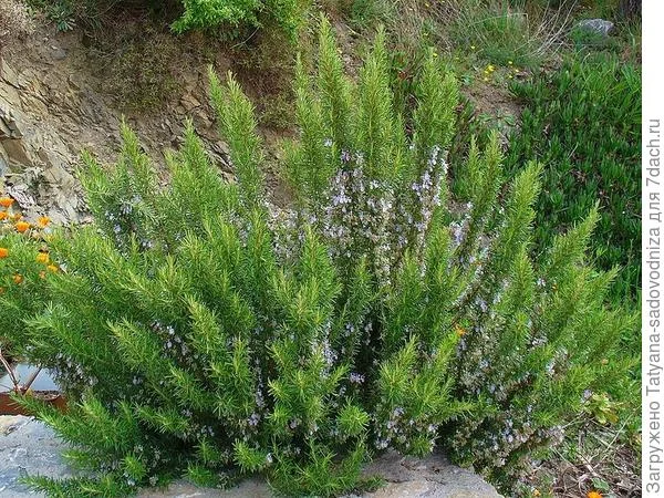 Шалфей дубравный Negrito - фото № 2