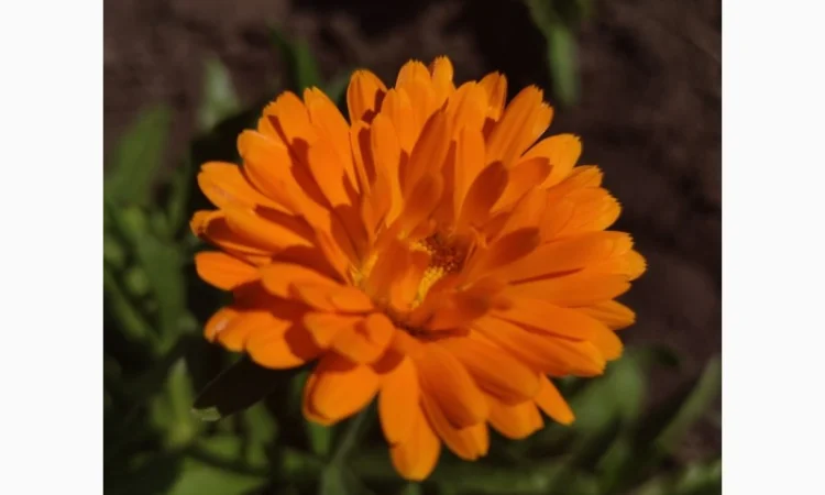 Продам сухий цвіт календули (нагідки) - фото № 1