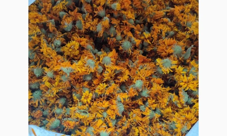 Продам сухий цвіт календули (нагідки) - фото № 2