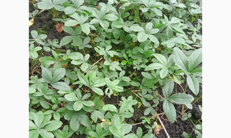 Лапчатка белая саженцы - фото № 3