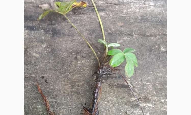 Лапчатка белая саженцы - фото № 2