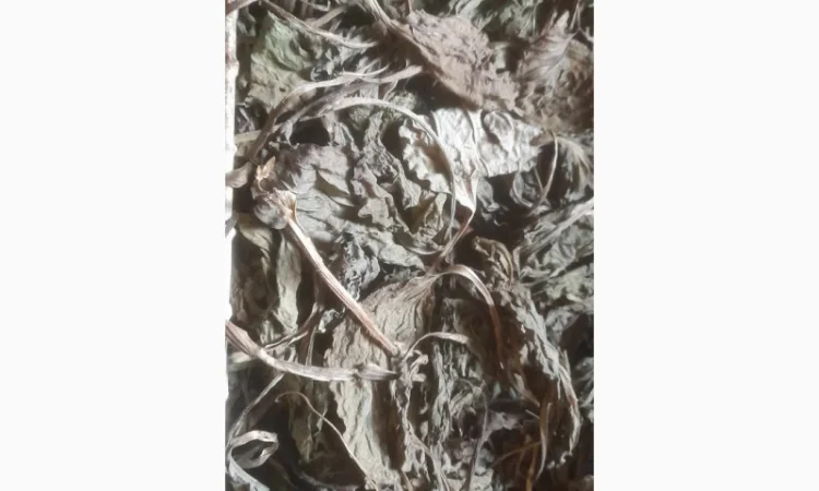 Продам лист подорожника - фото № 1