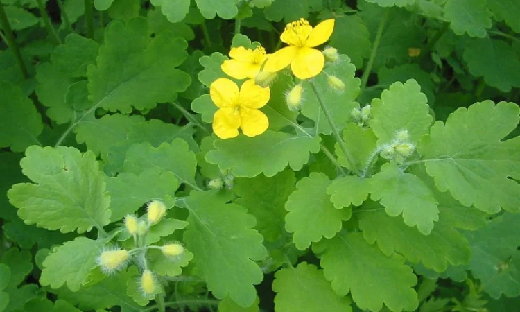 Продам траву чистотела (сухая) - фото № 1