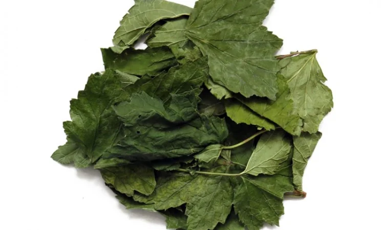 Листя смородини сушене куплю - фото № 1