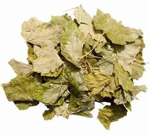 Листя смородини сушене куплю - фото № 2