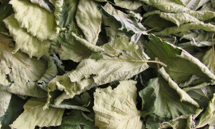 Куплю листя ліщини сушене - фото № 1