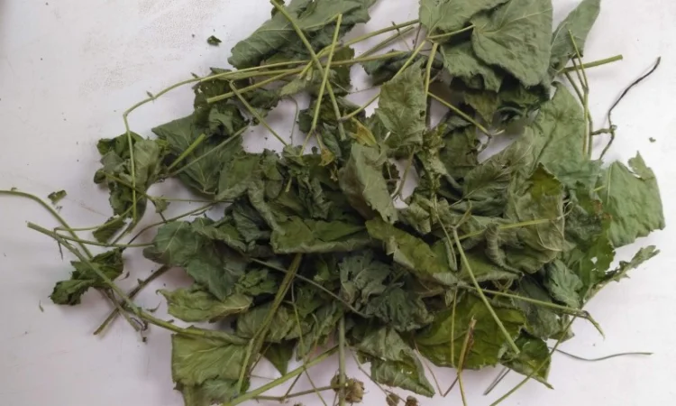 Ожина (ежевика) листя сушене куплю - фото № 1