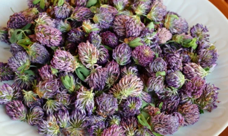 Конюшина квіт куплю - фото № 1