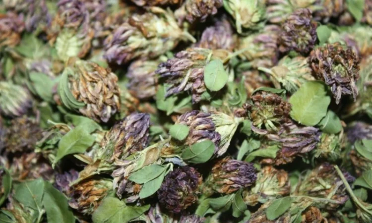 Конюшина квіт куплю - фото № 3