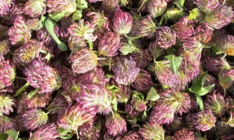 Конюшина квіт куплю - фото № 4